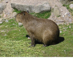 capibarki