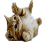 Kitten Games™