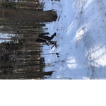 bigfoot squad group