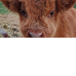 group of cow