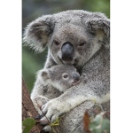 Leximdoll's Koala Fam!
