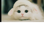 The kittycats =3