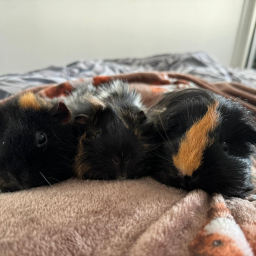 Guinea pig land