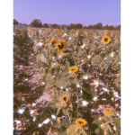 Little Sunny