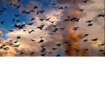 Red Birds!