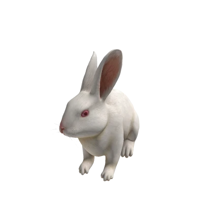 rabbit