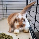 terror bunnies <3
