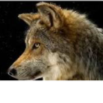 Wolf’s rule