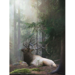 Elk dreams in the woods