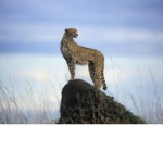 Cheetah World The Sec!