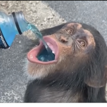 Monkey kingdom from the 5th sentry