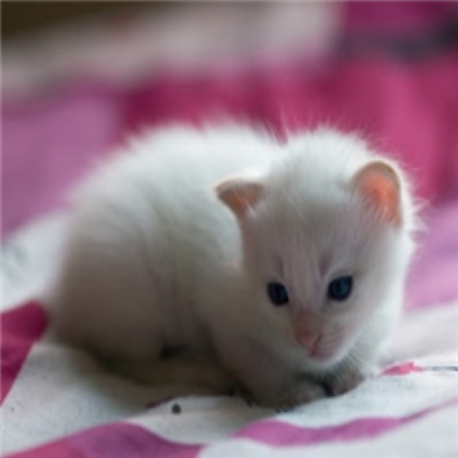 My pet kitten. Her name is: Kitty Roblox decal