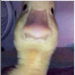 THE DUCKNUSSY CULT