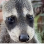 Racoon Runners