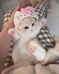 Cool cats 123