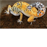 gecko