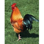 Chickens are cuteeeeeeeeeeeeeeee