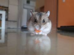 Pookiess <33