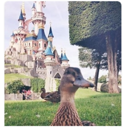 Duck Castle