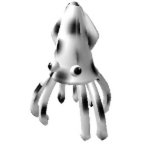 Dalmation Squid