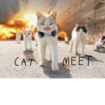 Cat gang meet
