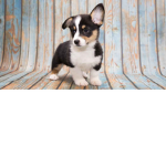CORGIIIIIISSS