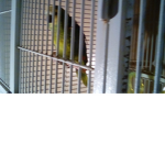 PARROTS NEED YOU