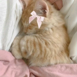 ⋆.˚