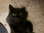 catssssssMEOW