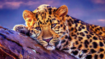 Die Leoparden Gang