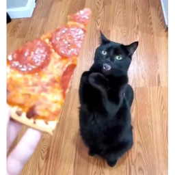 Survival The Cat The Pizza