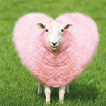 Sheep rule this world!