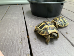 The turtlesYT