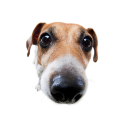 walk your dog simulator