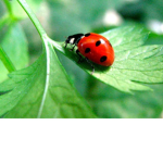 The ladybugs bring good luck