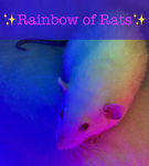 Rainbow of Rats