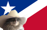 Strays Of El Gato