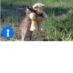 Kangaroozi Gaming