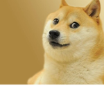 Shiba inu's forever ever!