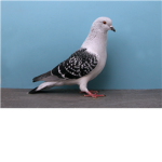 The Pigeons