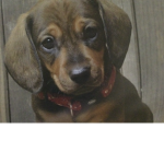 Wiener Dog Gaming