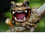 the amphibians