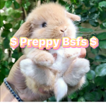 $ preppy bsfs $