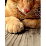 Innovation Inc Lo Cat Divison