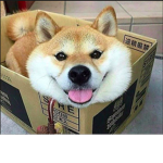 shiba inu inc.