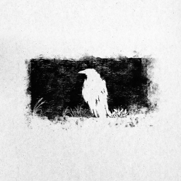 Black Crow