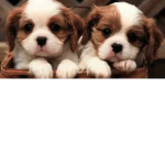 Doggggggggggggggggggggggggg