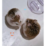 noobie hamster squadron
