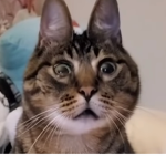 SUSSYIMPOSTERSUSSY