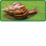 SNAIL ARMY!!!!